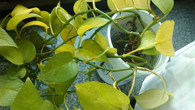夏天绿萝叶子发黄怎么办