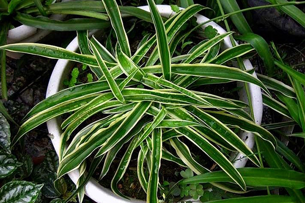 金边吊兰叶尖儿总发黄？土里掺点“白珍珠”，嫩绿侧芽收不住