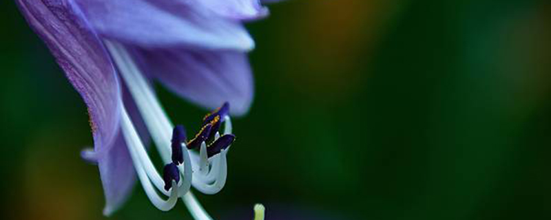 花叶玉簪从根部开始烂是怎么回事