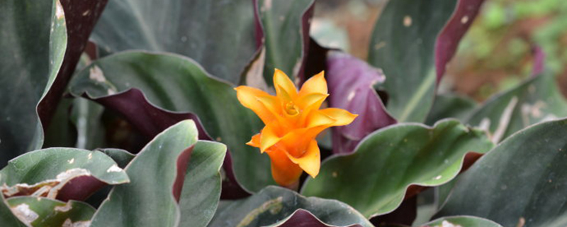 黄苞竹芋的病虫害防治方法