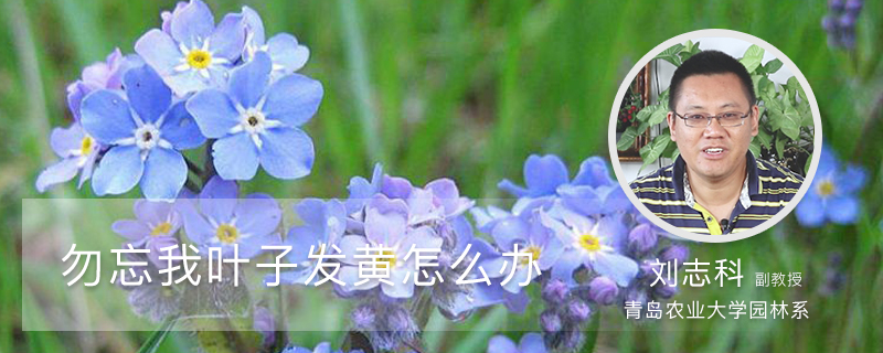 勿忘我叶子发黄怎么办