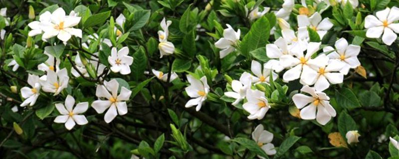 栀子花老黄叶子，花苞变黑怎么办？