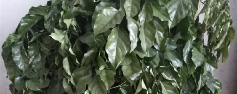 幸福树的叶子尖黄枯萎什么原因