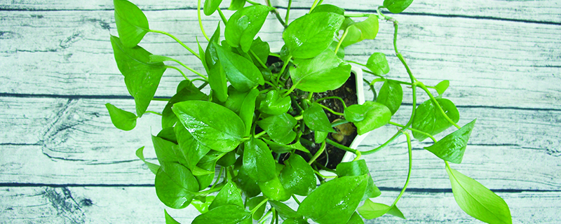 绿萝叶黄了怎么救回来