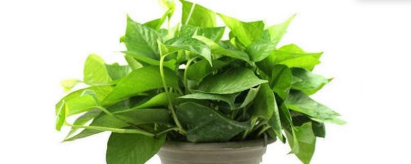 绿萝发黄怎么处理