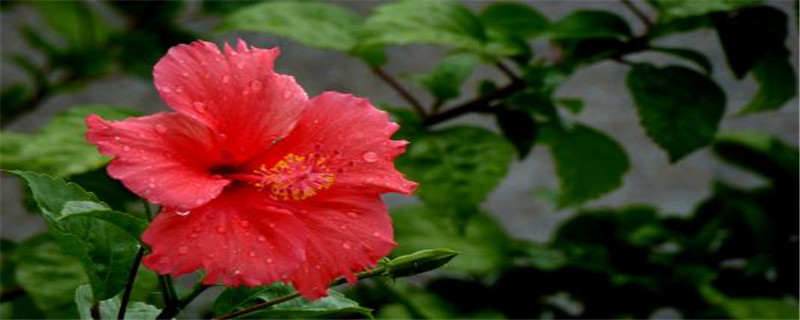 桑叶牡丹叶子黄怎么治