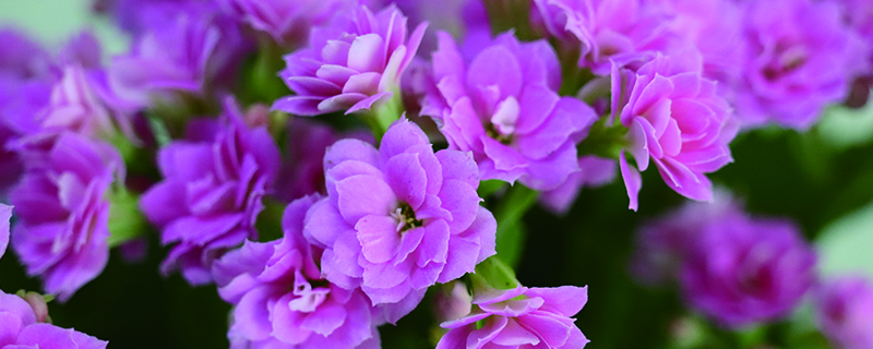 长寿花春天可以修剪吗