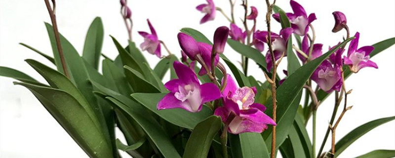 香水石斛兰怎么养