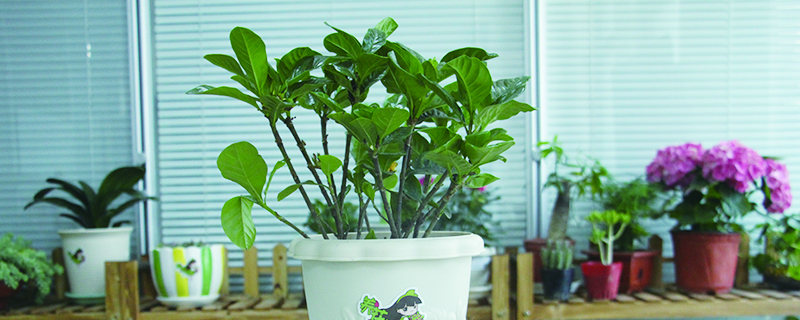 怎样养栀子花才长得好