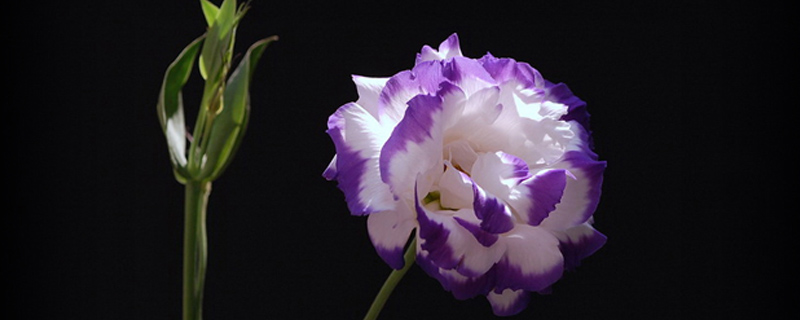 洋桔梗鲜花怎么养