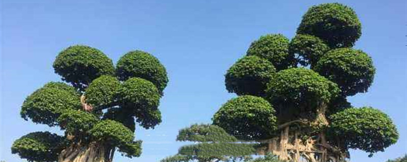 小叶榕树的养殖方法