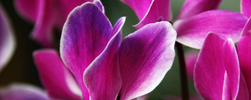 仙客来怎样过冬