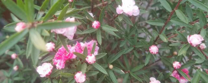 松红梅好养吗