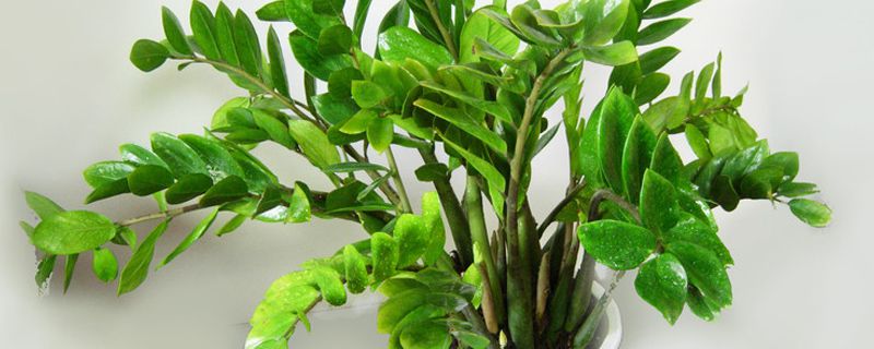 金钱树烂根剪掉后咋种