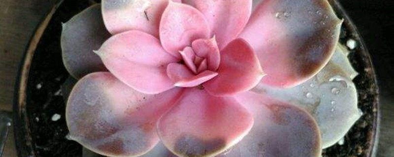 刚栽的多肉要浇水吗