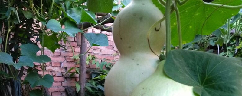 干葫芦籽的种植方法