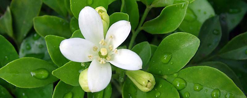 九里香适合室内养吗