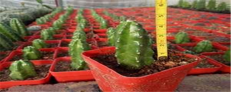 龙神木仙人柱怎么养