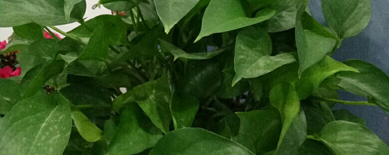 绿萝死了还能活吗