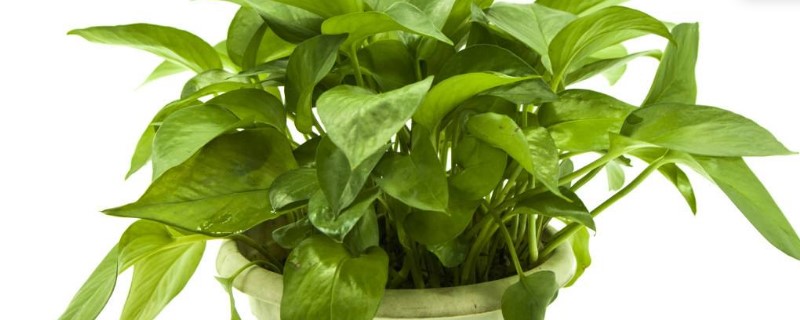 绿萝插枝多长时间生根