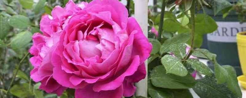 月季扦插的方法及时间