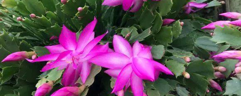 仙人球嫁接蟹爪兰教程