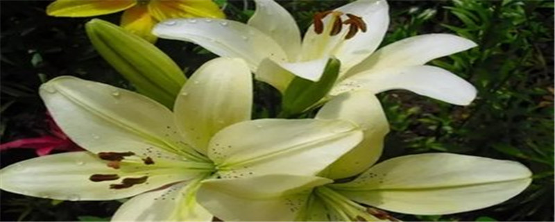 百合开完花以后怎么办