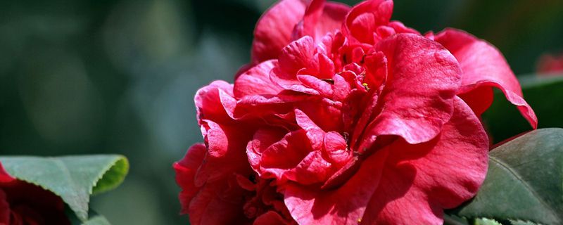 红山茶花怎么养