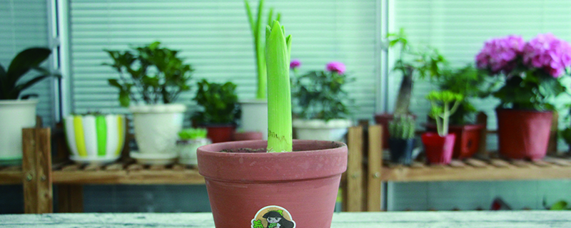 风信子谢了还会再开吗