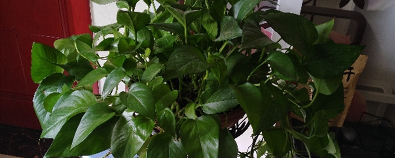 绿萝喜欢什么土壤