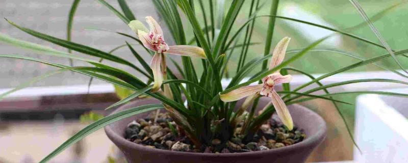 兰花什么时间换土