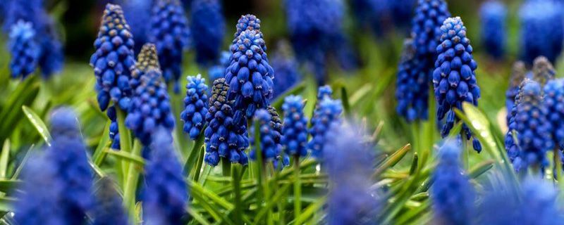 风信子花能养多久