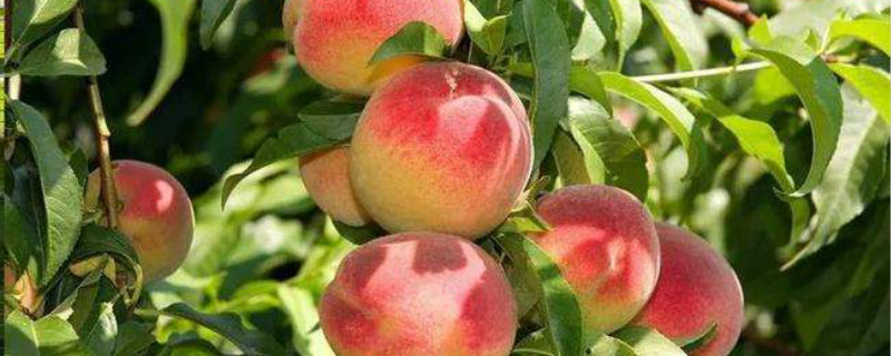 桃子怎么种