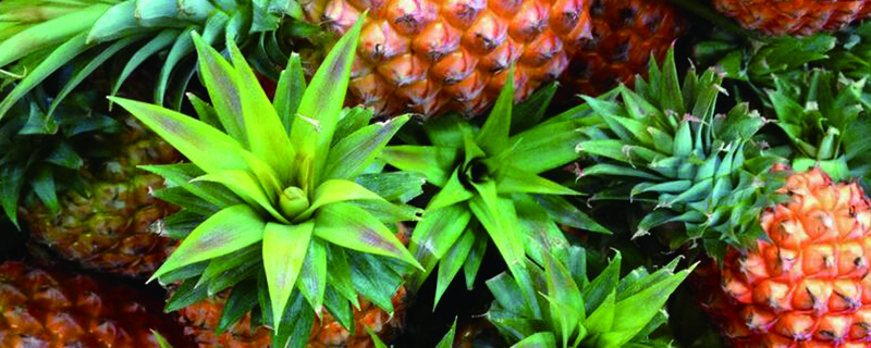 菠萝怎么削皮，菠萝去皮最简单的方法