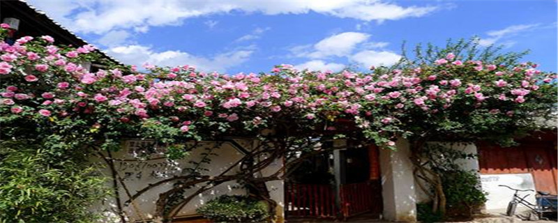 藤本月季如何养护