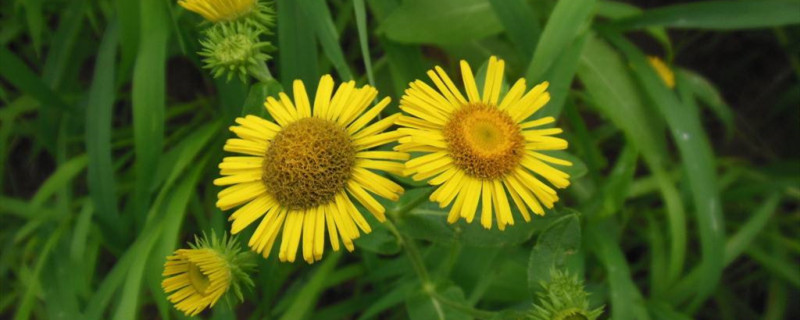 蒲公英图片（形态特征和养护方法简介）