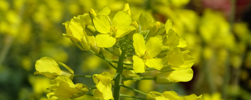 油菜花图片（形态特征和养护方法简介）