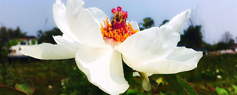 牡丹花图片（形态特征和养护方法简介）