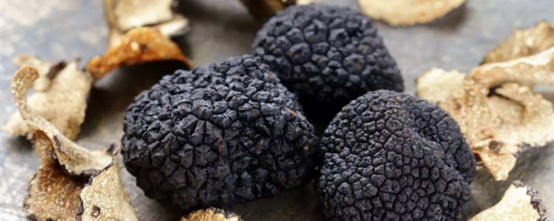 松露种植
