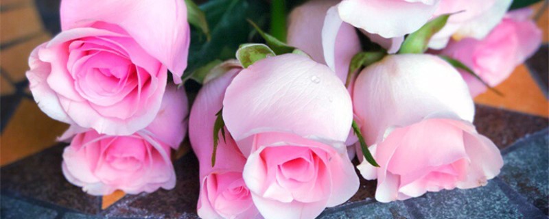粉玫瑰花语