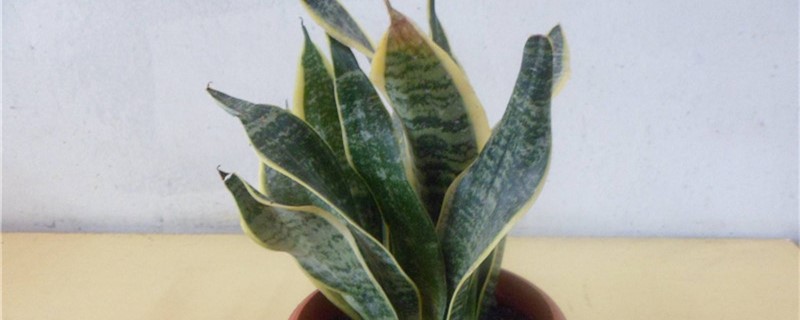 虎皮兰扦插