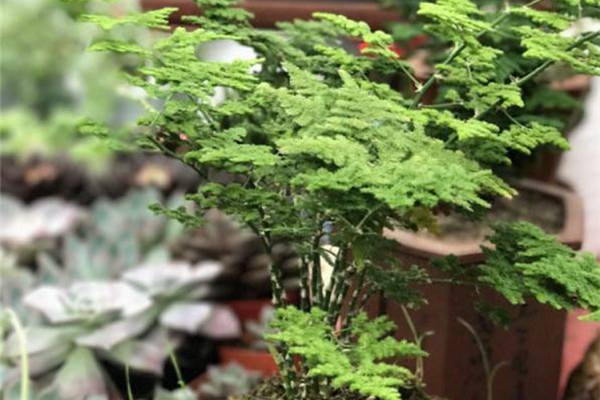 这4种花不要轻易种，疯长起来连落脚的地儿都没有