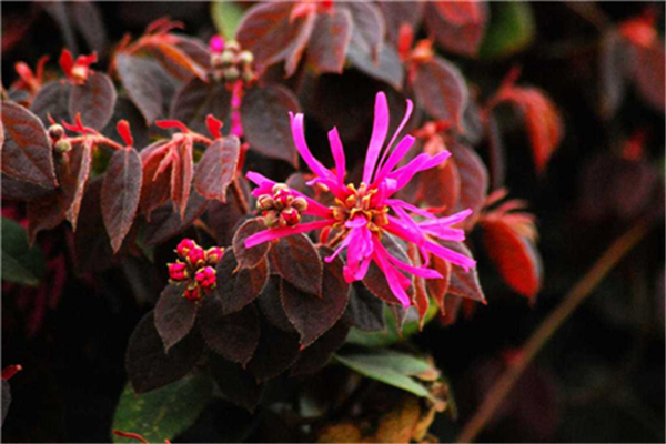 红花继木有哪些作用