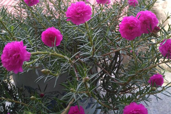 家里有孩子，这几种花你还敢养吗