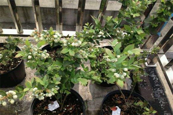 阳台盆栽蓝莓的养殖方法