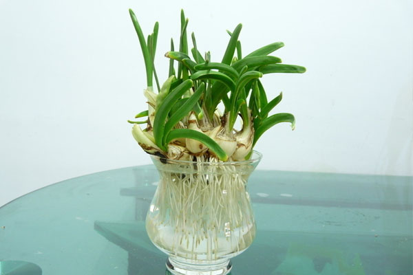 水培水仙花的养护方法及注意事项