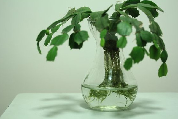 蟹爪兰水培方法