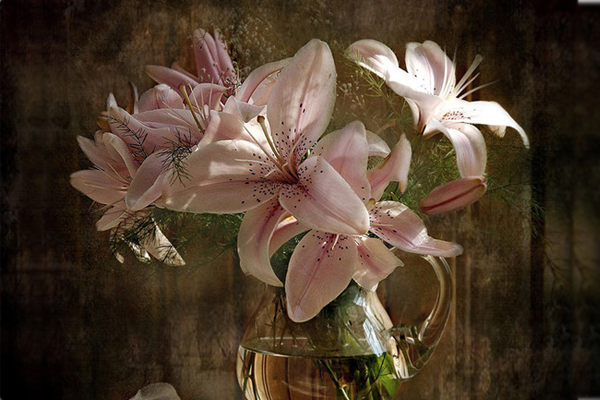 百合花用水怎么养