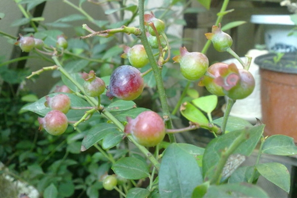 阳台蓝莓的种植方法