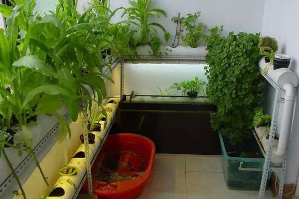 巧用PVC管阳台种菜，供一家人吃!